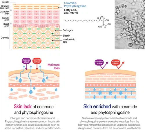 Arachidonic Acid-3 Arachidonic Acid-3